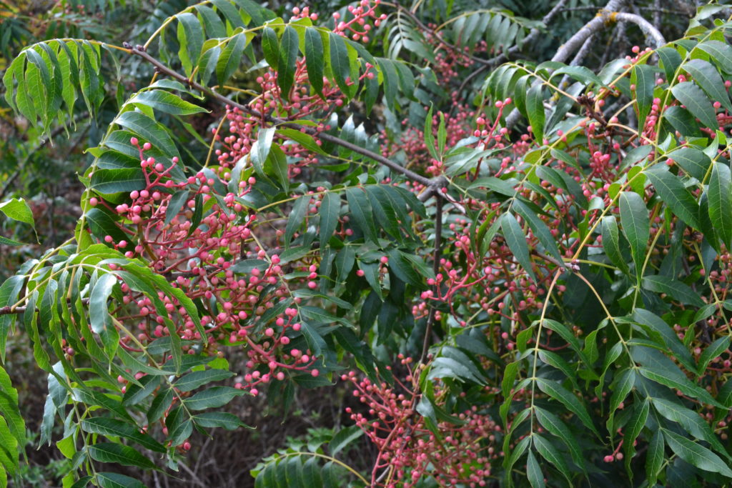 Pistacia chinensis Bunge - Pépinières botaniques de la Preille