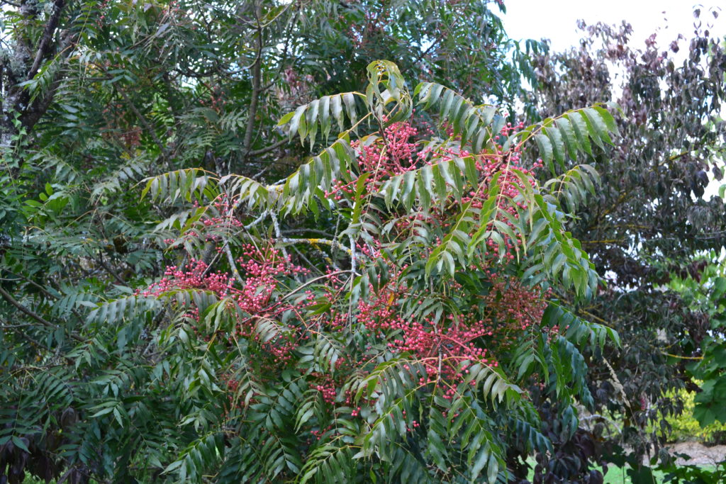 Pistacia chinensis Bunge - Pépinières botaniques de la Preille